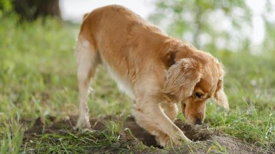 La raison pour laquelle les chiens enterrent ou cachent de la nourriture selon la science