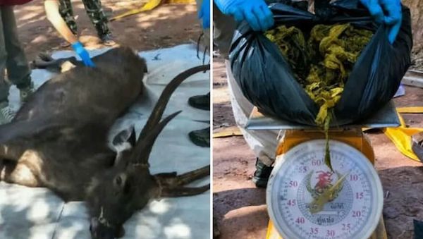(Photos) Ils trouvent un cerf mort, il avait 4 kilos de plastique dans l'estomac