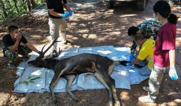 (Photos) Ils trouvent un cerf mort, il avait 4 kilos de plastique dans l'estomac