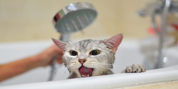 La raison pour laquelle les chats n'aiment pas l'eau