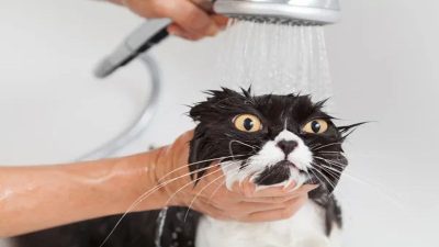La raison pour laquelle les chats n'aiment pas l'eau