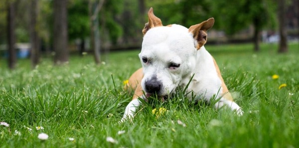 Pourquoi les chiens mangent-ils de l'herbe et est-ce dangereux pour leur santé ?