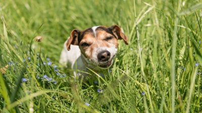 Pourquoi les chiens mangent-ils de l'herbe et est-ce dangereux pour leur santé ?