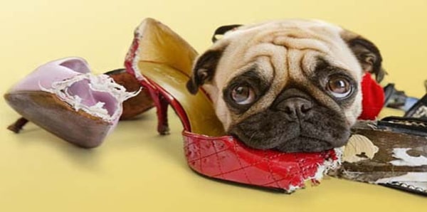 Pourquoi les chiens mangent-ils des chaussures et des baskets ? La raison surprenante