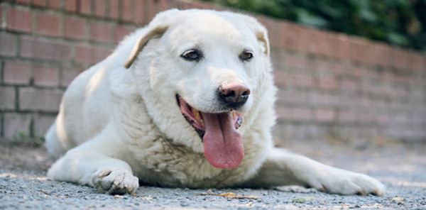Pourquoi les chiens tirent-ils la langue et quel est le rapport avec leur température corporelle ?