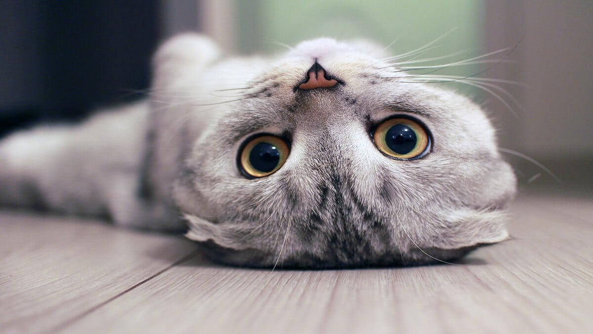 Pourquoi mon chat se cachetil quand les gens viennent ? La réponse d