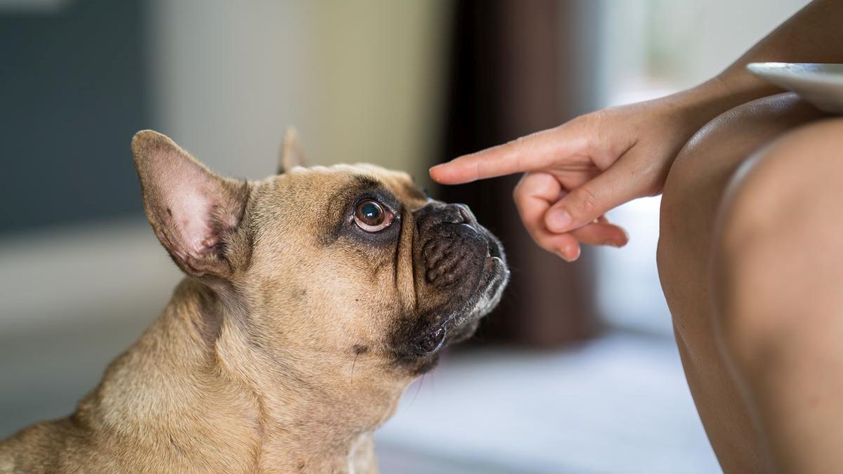 Pourquoi votre chien ne vous écoute-t-il pas ? Les conseils pour améliorer votre relation