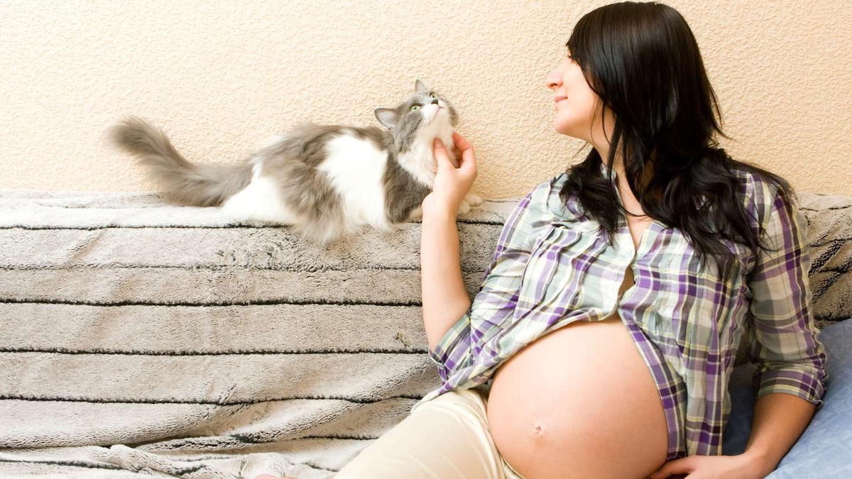 Pouvez-vous toucher votre chat si vous êtes enceinte ? La réponse d'un expert