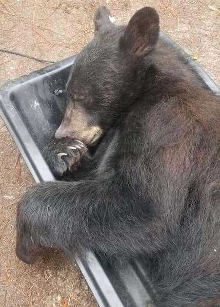 Quand l'impensable arrive, une famille découvre un ours dans son placard