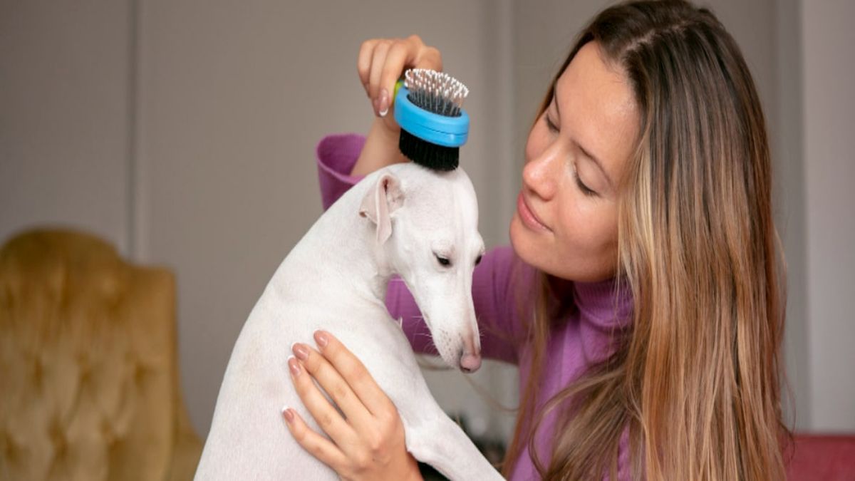 Que faire lorsque votre chien ne se laisse pas brosser ?