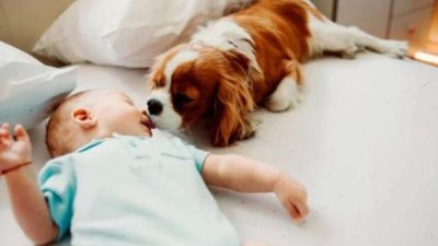 Que faire si votre chien lèche votre bébé ? Ce que cela signifie et les précautions à prendre