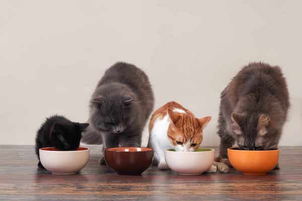Quel est le nombre maximum de chats que l’on peut avoir dans une maison ?