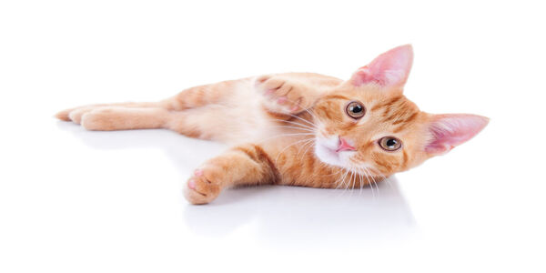 Quelles sont les causes de l'anémie chez le chat et comment la détecter