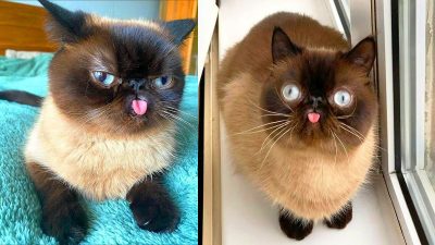Rencontrez Ikiru, ce drôle de chat qui tire la langue devenu célèbre sur les réseaux sociaux