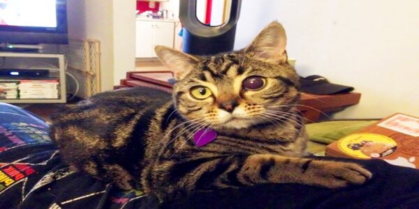 Matilda, la chat sensationnelle aux yeux géants qui conquiert les réseaux sociaux