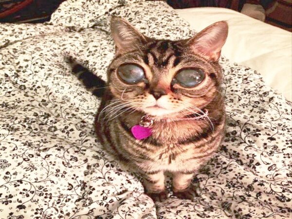Matilda, la chat sensationnelle aux yeux géants qui conquiert les réseaux sociaux