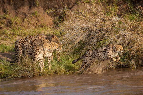 Scène impressionnante : une famille de guépards brave la rivière pleine de crocodiles