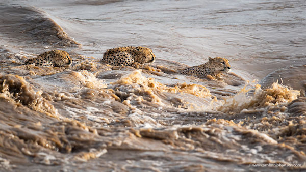Scène impressionnante : une famille de guépards brave la rivière pleine de crocodiles