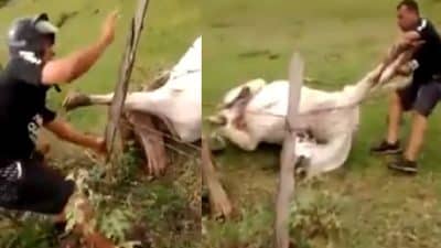 Cette vache coincée dans une clôture barbelée était en train de mourir, mais ce n'était pas la fin