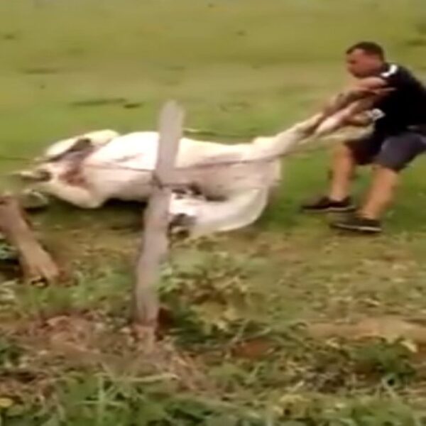 Cette vache coincée dans une clôture barbelée était en train de mourir, mais ce n'était pas la fin
