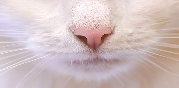 Tout savoir sur le nez des chats : un organe puissant et fascinant