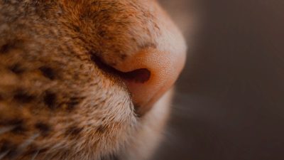 Tout savoir sur le nez des chats : un organe puissant et fascinant