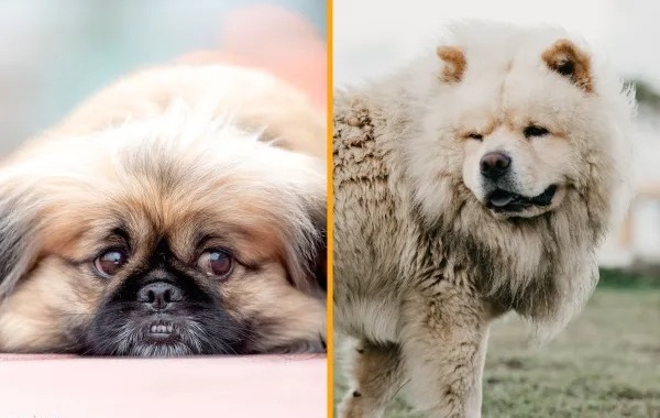 Tout savoir sur les races de chiens à la peau plissée
