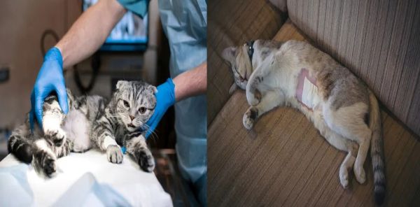 Tout savoir sur les soins que vous devez apporter à un chat stérilisé