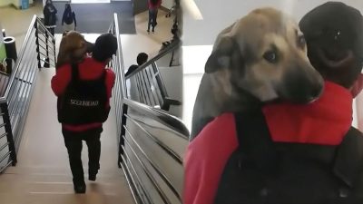 Un agent de sécurité sort un chien du centre commercial d’une façon très amusante