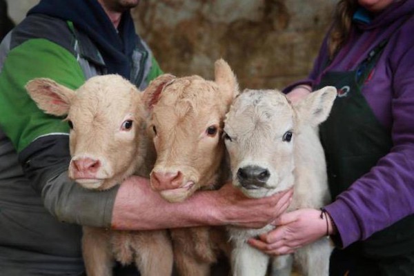 Un agriculteur est témoin d'un miracle : sa vache donne naissance à des triplés, cela arrive 1 fois sur 100 000