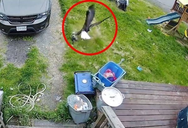 Un aigle tente de capturer un chien dans la cour de sa maison, mais il a échoué