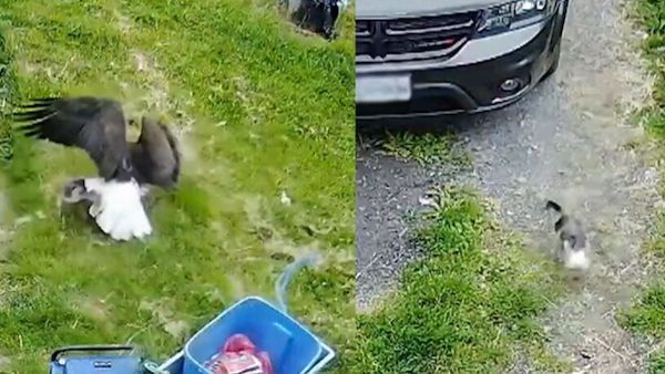 Un aigle tente de capturer un chien dans la cour de sa maison, mais il a échoué