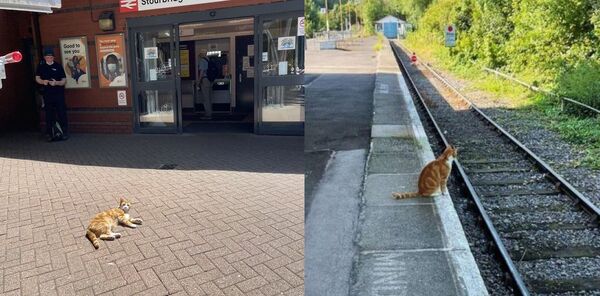 Un chat abandonné dans une gare est embauché comme attrape-souris