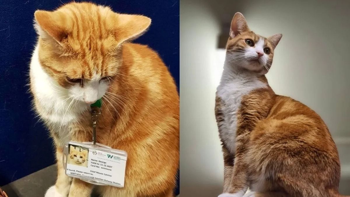 Un chat abandonné dans une gare est embauché comme attrape-souris