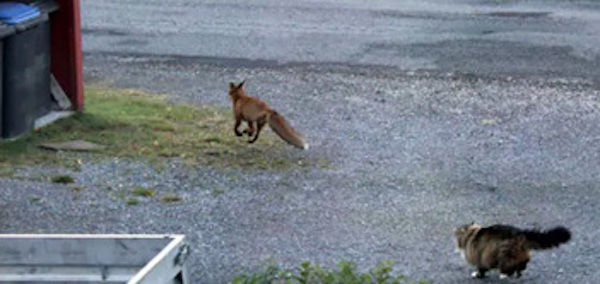 Un chat courageux affronte un renard pour défendre la maison de sa propriétaire (Photos)