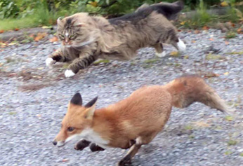 Un chat courageux affronte un renard pour défendre la maison de sa propriétaire (Photos)