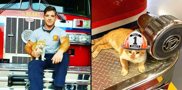 Un chat errant sauvé et adopté par les pompiers est devenu la meilleure thérapie de la caserne