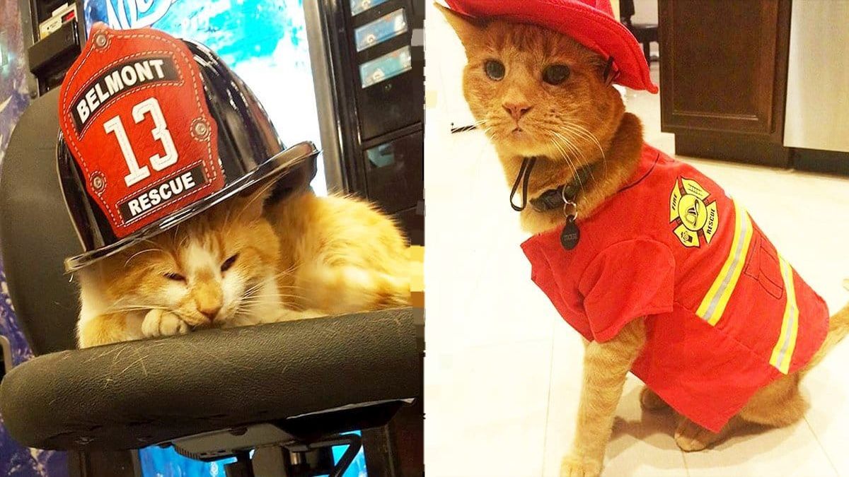 Un chat errant sauvé et adopté par les pompiers est devenu la meilleure thérapie de la caserne