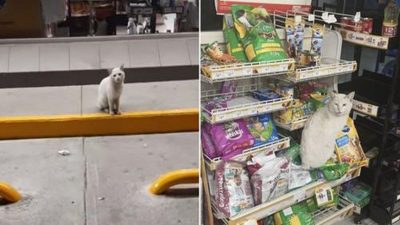 Un chat errant va dans un magasin chaque jour pour demander aux gens de lui acheter des friandises