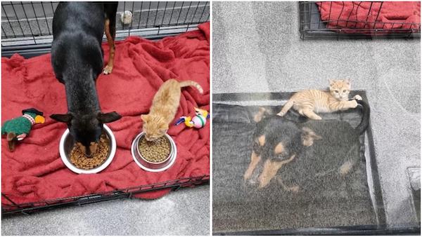 Un chaton s'échappe de sa niche pour réconforter un chien terrifié dès son 1er jour au refuge