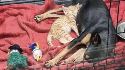 Un chaton s'échappe de sa niche pour réconforter un chien terrifié dès son 1er jour au refuge