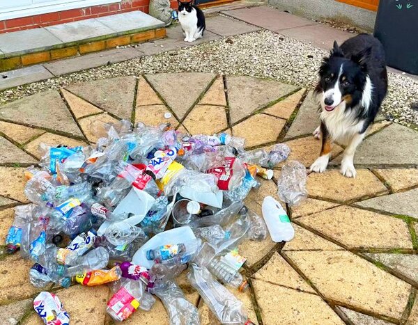 Un chien écologiste donne l'exemple aux humains : il a ramassé plus de 1 000 bouteilles en plastique