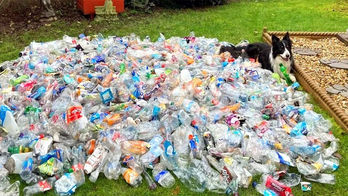 Un chien écologiste donne l'exemple aux humains : il a ramassé plus de 1 000 bouteilles en plastique