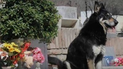Un chien refuse de quitter la tombe de son maître durant 7 ans