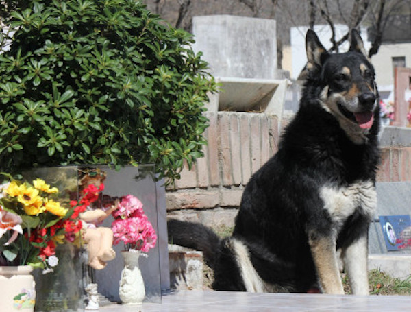 Un chien refuse de quitter la tombe de son maître durant 7 ans