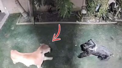 Un chien survit miraculeusement à une attaque de puma ; images glaçantes d'un combat féroce