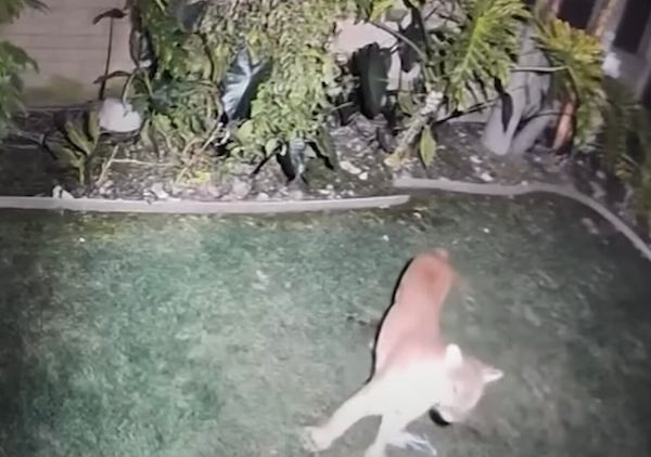 Un chien survit miraculeusement à une attaque de puma, les images glaçantes d'un combat féroce