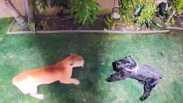 Un chien survit miraculeusement à une attaque de puma, les images glaçantes d'un combat féroce