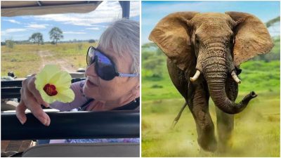 Un éléphant en colère tue un touriste américain lors d'un safari