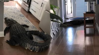 Un énorme alligator frappe à la porte d’une maison, elle a la peur de sa vie